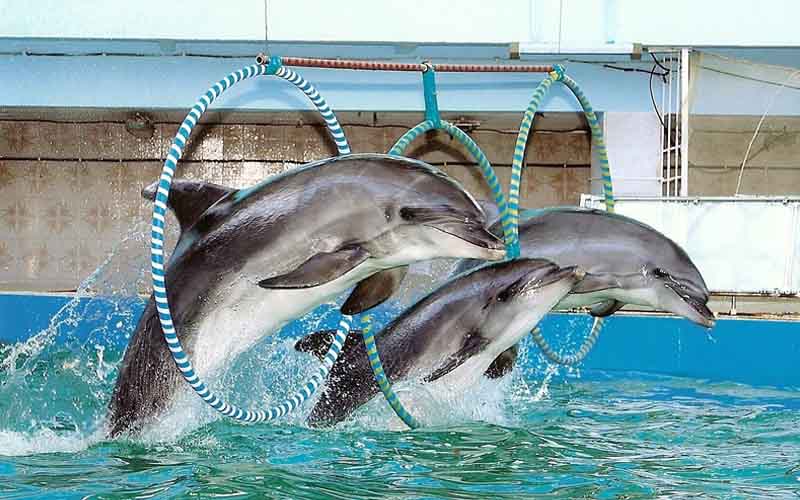 Riviera Dolphinarium